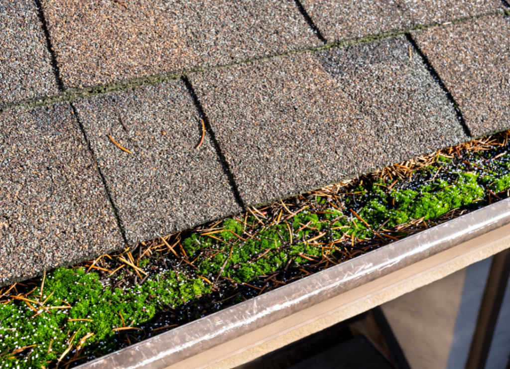 A close-up of a house gutter filled with green moss, dirt, and pine needles. The roof shingles are visible above the gutter. The scene is lit by natural sunlight. Dominion Roofing | BRAMPTON | BURLINGTON | ETOBICOKE | MARKHAM | MISSISSAUGA | NORTH YORK | OAKVILLE | RICHMOND HILL | Scarborough | TORONTO | VAUGHAN | dominionroofing.com | Phone Number: 416-789-0601