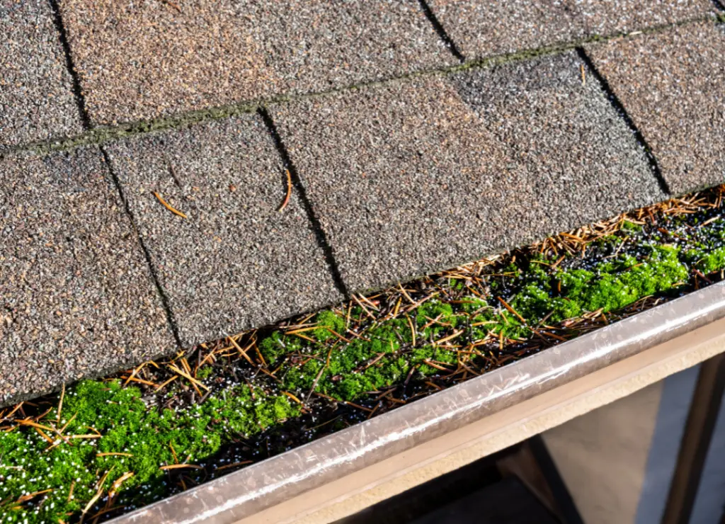 A close-up of a house gutter filled with green moss, dirt, and pine needles. The roof shingles are visible above the gutter. The scene is lit by natural sunlight. Dominion Roofing | BRAMPTON | BURLINGTON | ETOBICOKE | MARKHAM | MISSISSAUGA | NORTH YORK | OAKVILLE | RICHMOND HILL | Scarborough | TORONTO | VAUGHAN | dominionroofing.com | Phone Number: 416-789-0601