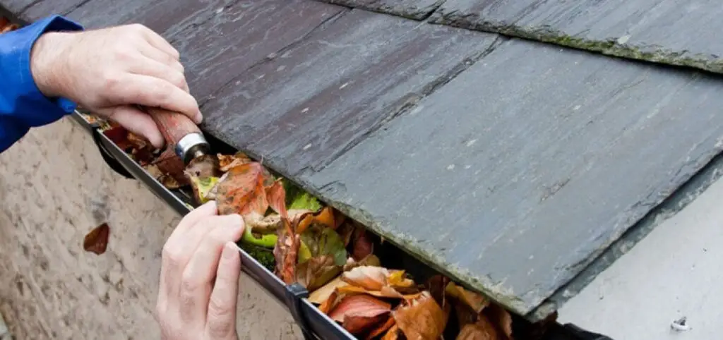 A person cleaning fallen leaves and debris from a houses rain gutter with their hands and a small tool. The roof has dark shingles, and the gutter is partially filled with colorful autumn leaves. Dominion Roofing | BRAMPTON | BURLINGTON | ETOBICOKE | MARKHAM | MISSISSAUGA | NORTH YORK | OAKVILLE | RICHMOND HILL | Scarborough | TORONTO | VAUGHAN | dominionroofing.com | Phone Number: 416-789-0601