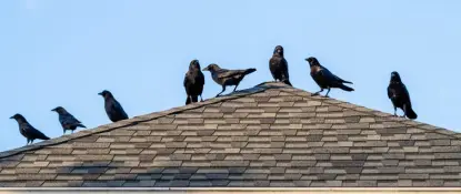 A group of six crows are perched on the peak of a sloped rooftop, with three on each side. The roof has grey shingles, and the background is a clear blue sky. Dominion Roofing | BRAMPTON | BURLINGTON | ETOBICOKE | MARKHAM | MISSISSAUGA | NORTH YORK | OAKVILLE | RICHMOND HILL | Scarborough | TORONTO | VAUGHAN | dominionroofing.com | Phone Number: 416-789-0601