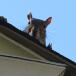 Winter Roof Damage From Animals: How Squirrels, Raccoons, and Birds Get In and What Homeowners Can Do