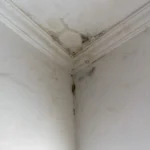 Winter Roof Leaks and Water Damage: What Toronto Homeowners Should Do First