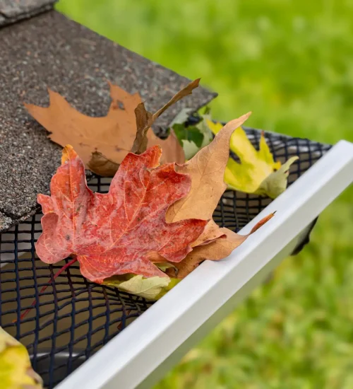 Close-up of a house gutter, part of our Residential Eavestrough & Downpipe Services, with a mesh guard brimming with vibrant autumn leaves—red, yellow, and brown. The roof shingles stand in contrast to the blurred backdrop of lush green grass. Dominion Roofing | BRAMPTON | BURLINGTON | ETOBICOKE | MARKHAM | MISSISSAUGA | NORTH YORK | OAKVILLE | RICHMOND HILL | Scarborough | TORONTO | VAUGHAN | dominionroofing.com | Phone Number: 416-789-0601